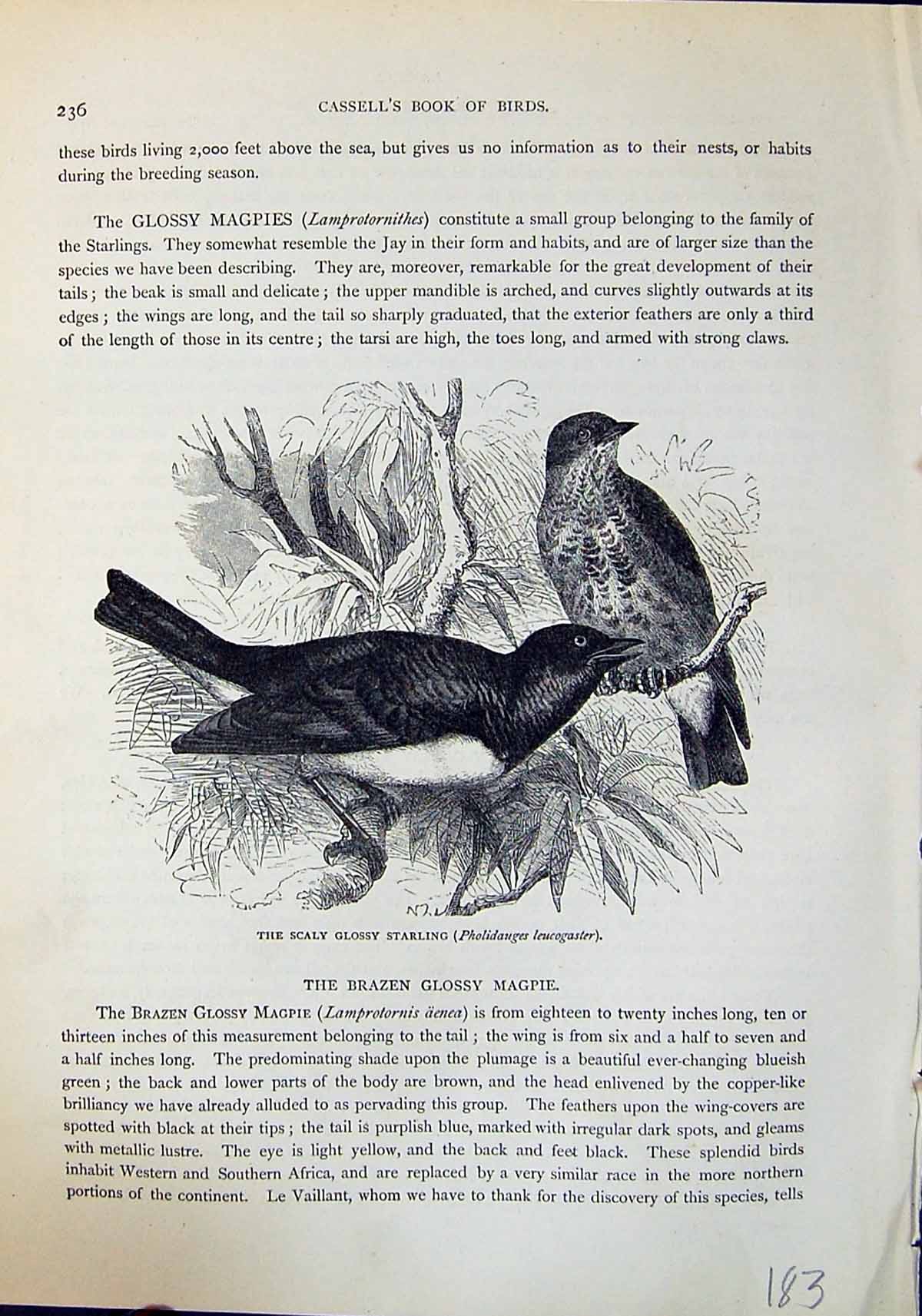 Old Scaly Glossy Starling Pholidauges Leucogaster Brehm Jones C1860 C Victorian