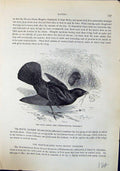 Old Satin Bower Bird Philonorhynchus Holosericus Brehm Jones C1860 Ca Victorian