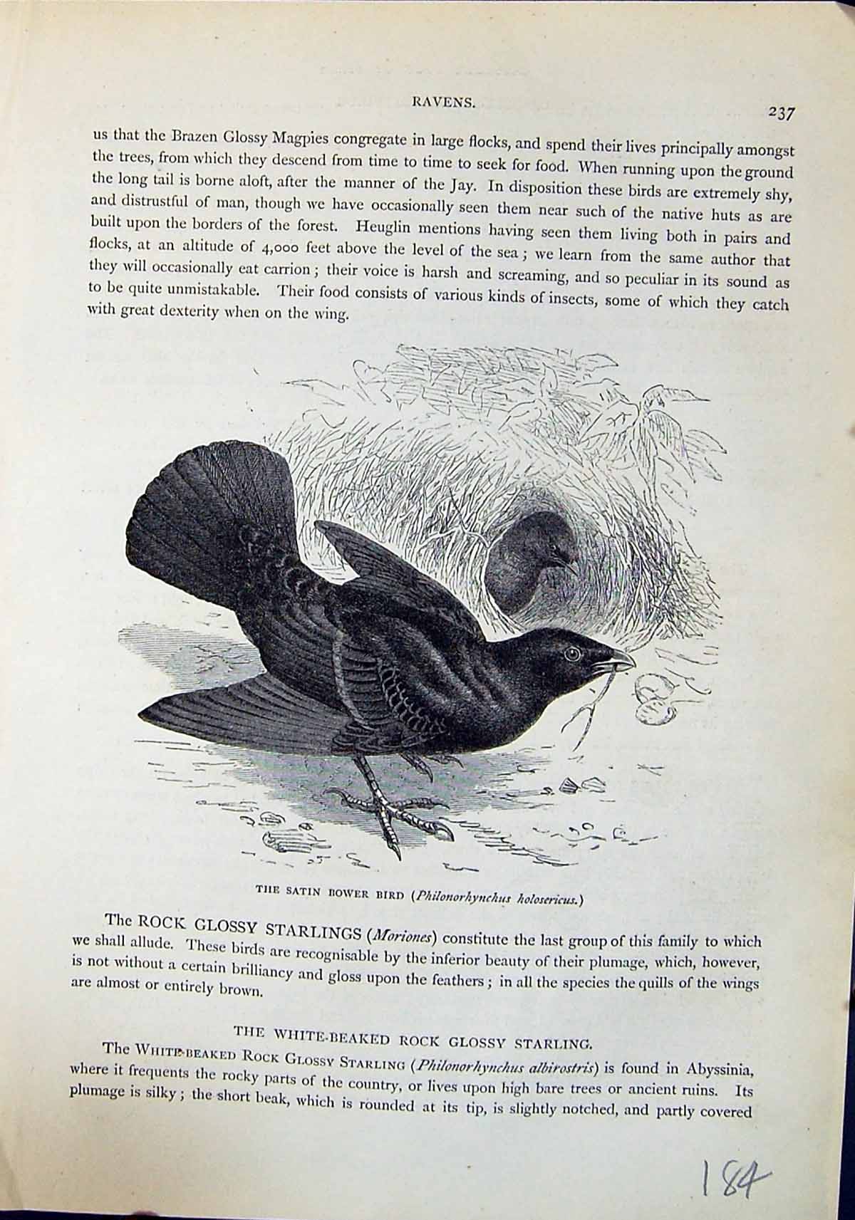 Old Satin Bower Bird Philonorhynchus Holosericus Brehm Jones C1860 Ca Victorian