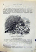 Old Spotted Collar Bird Chlamydera Maculata Brehm Jones C1860 Cassell Victorian