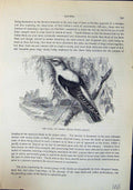 Old Print Pirol Gen Oriole Oriolus Galbula Brehm Jones C1860 Cassell'S B 19th