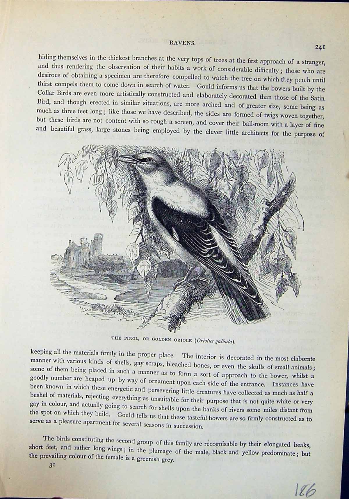 Old Print Pirol Gen Oriole Oriolus Galbula Brehm Jones C1860 Cassell'S B 19th