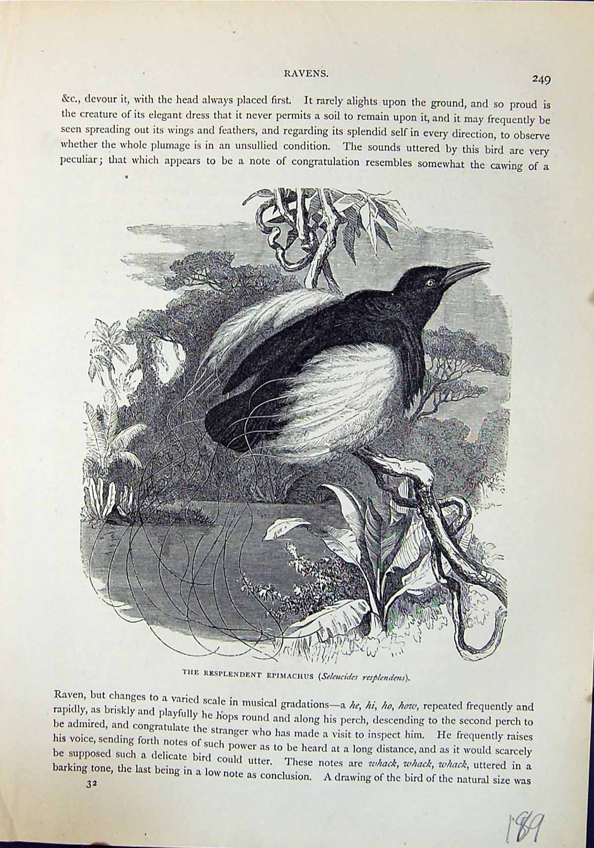 Old Resplendent Epimachus Seleucides Resplendens Brehm Jones C1860 Ca Victorian