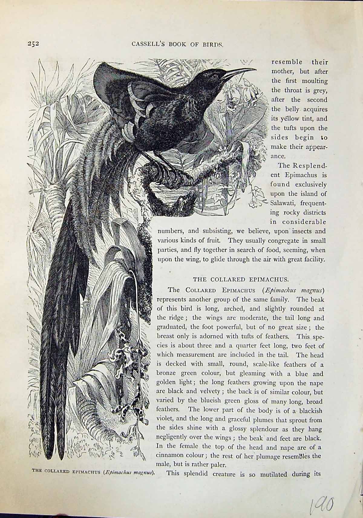 Antique Old Print Collared Epimachus Magnus Brehm Jones C1860 Cassell'S Birds
