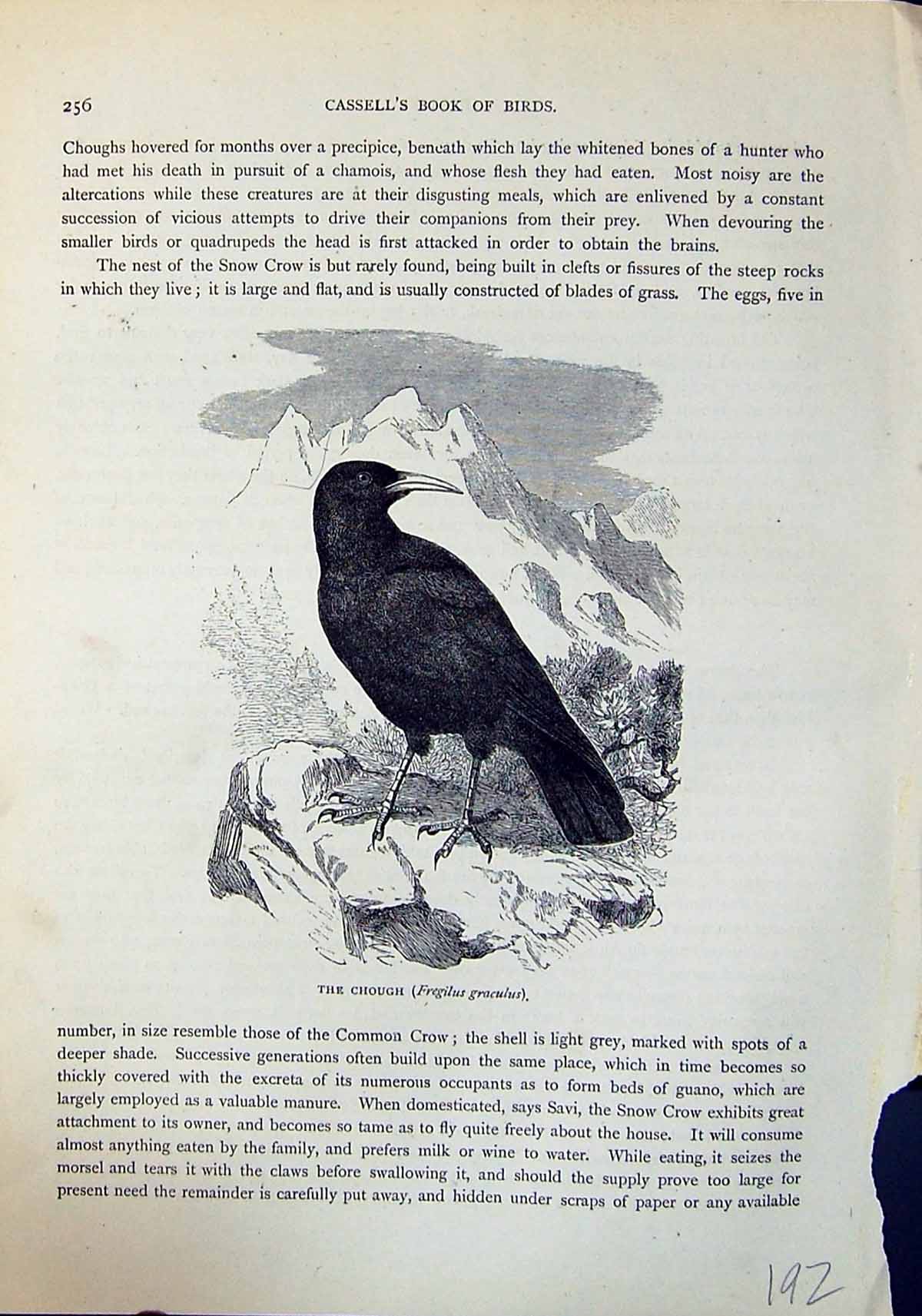 Antique Old Print Chough Fregilus Graculus Brehm Jones C1860 Cassell'S Birds