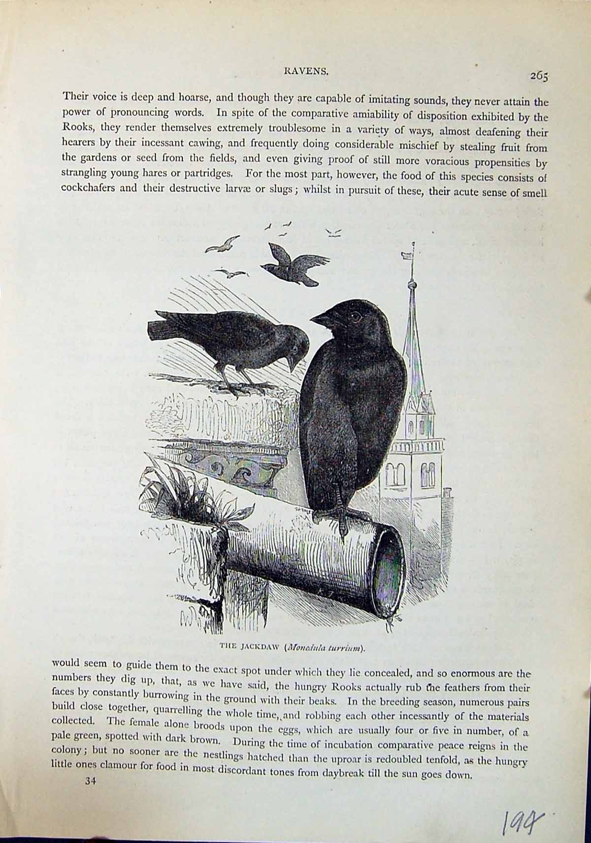 Antique Old Print Jackdaw Monedula Turrium Brehm Jones C1860 Cassell'S Birds