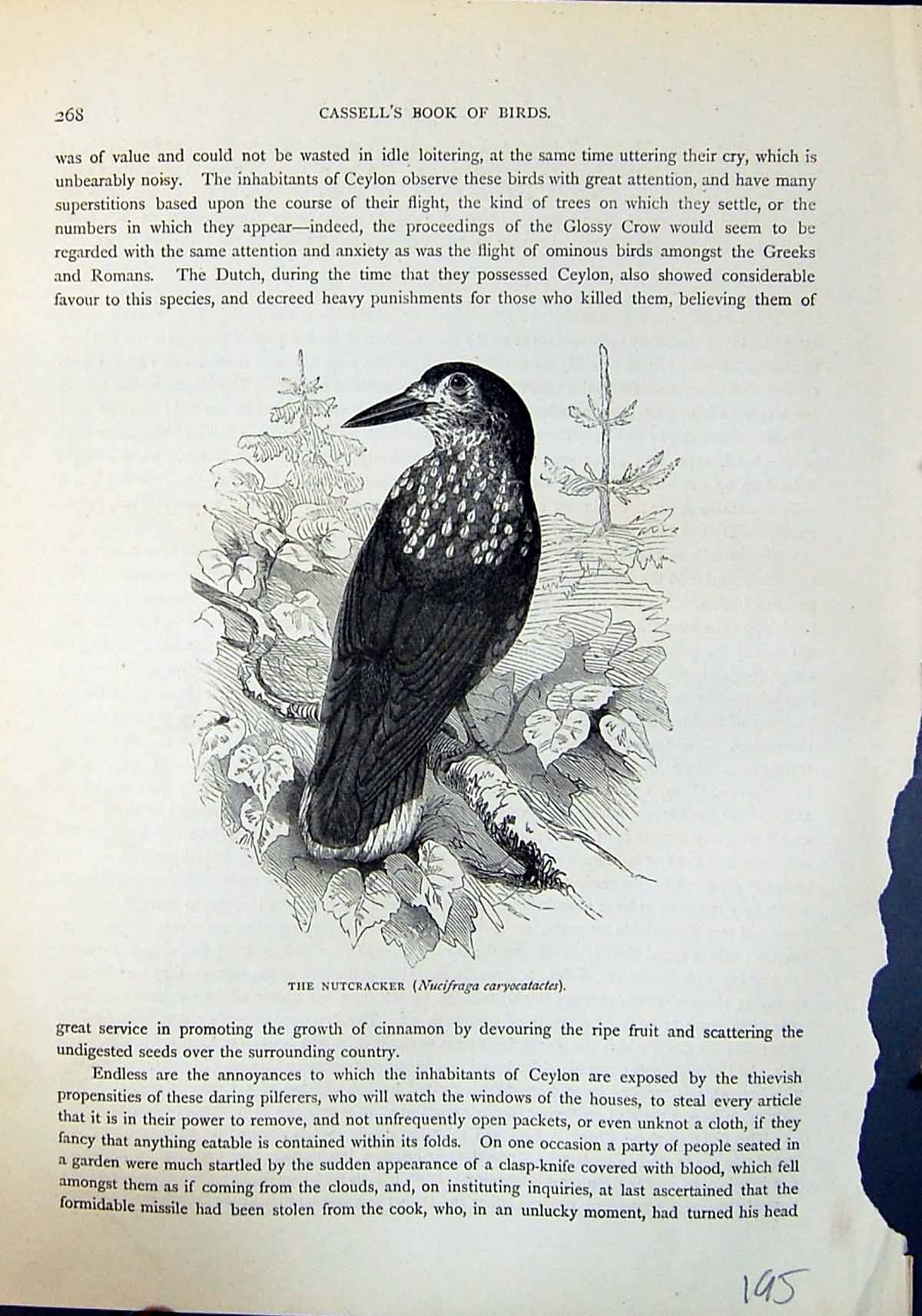 Old Nutcracker Nucifraga Caryocatactes Brehm Jones C1860 Cassell'S Bi Victorian