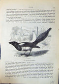 Old Antique Print Magpie Pica Caudata Brehm Jones C1860 Cassell'S Birds 19th