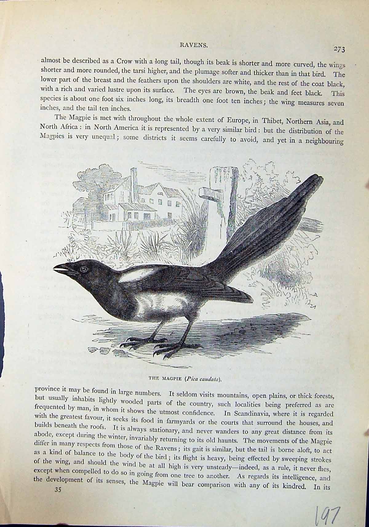 Old Antique Print Magpie Pica Caudata Brehm Jones C1860 Cassell'S Birds 19th