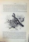 Old Common Jay Garrulus Glandarius Brehm Jones C1860 Cassell'S Birds Victorian