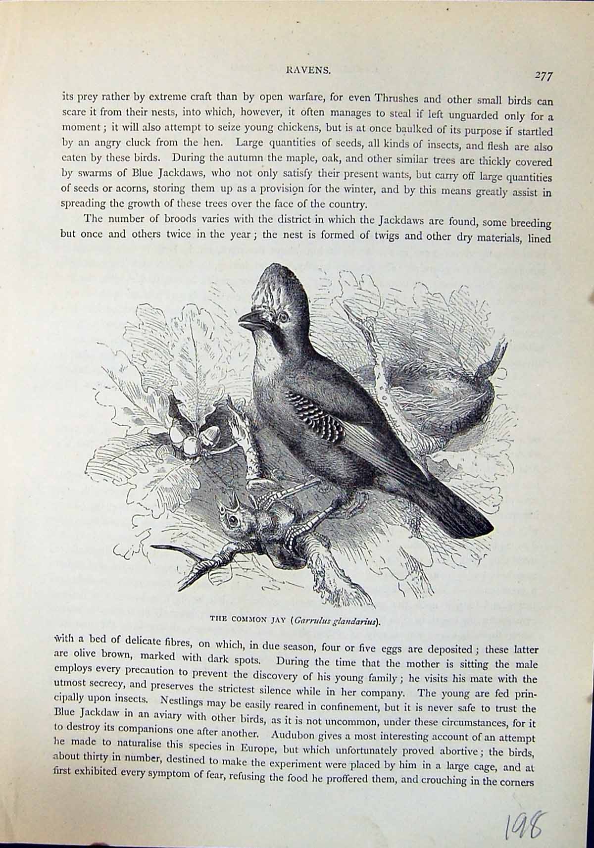 Old Common Jay Garrulus Glandarius Brehm Jones C1860 Cassell'S Birds Victorian