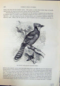 Old Crested Blue Jackdaw Cyanocitta Cristata Brehm Jones C1860 Cassel Victorian