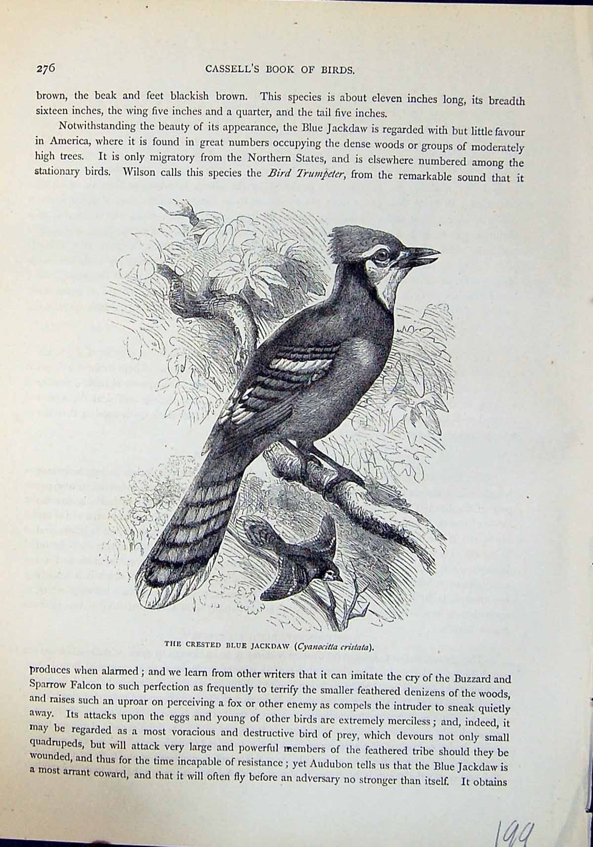 Old Crested Blue Jackdaw Cyanocitta Cristata Brehm Jones C1860 Cassel Victorian