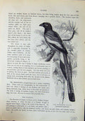 Old Wandering Magpie Dendrocitta Vagabunda Brehm Jones C1860 Cassell' Victorian