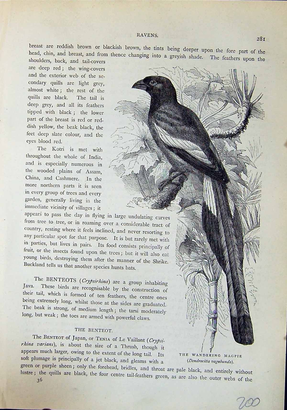 Old Wandering Magpie Dendrocitta Vagabunda Brehm Jones C1860 Cassell' Victorian