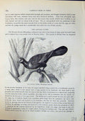 Old Banana Eater Musophaga Violacea Brehm Jones C1860 Cassell'S Birds Victorian