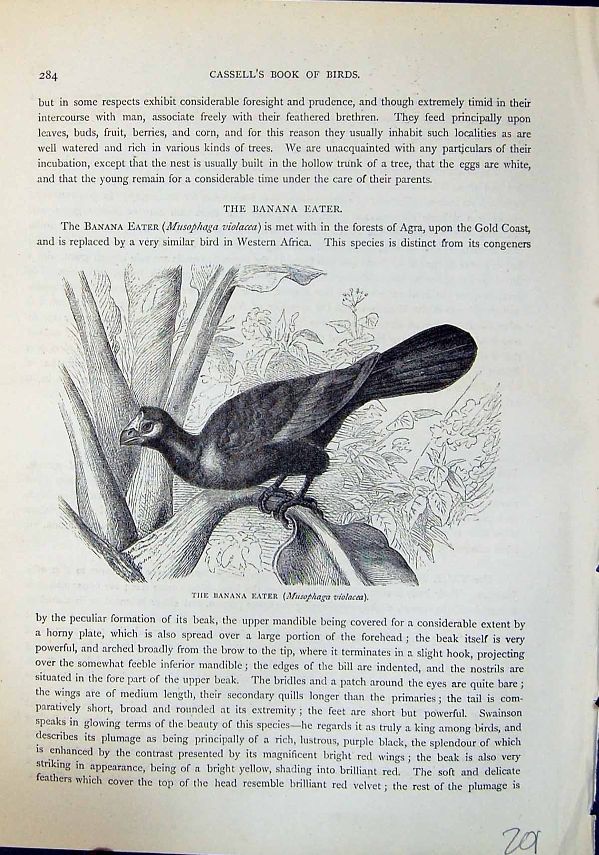 Old Banana Eater Musophaga Violacea Brehm Jones C1860 Cassell'S Birds Victorian