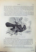 Old White-Cheeked Helmet Bird Corythaix Leucotis Brehm Jones C1860 Ca Victorian
