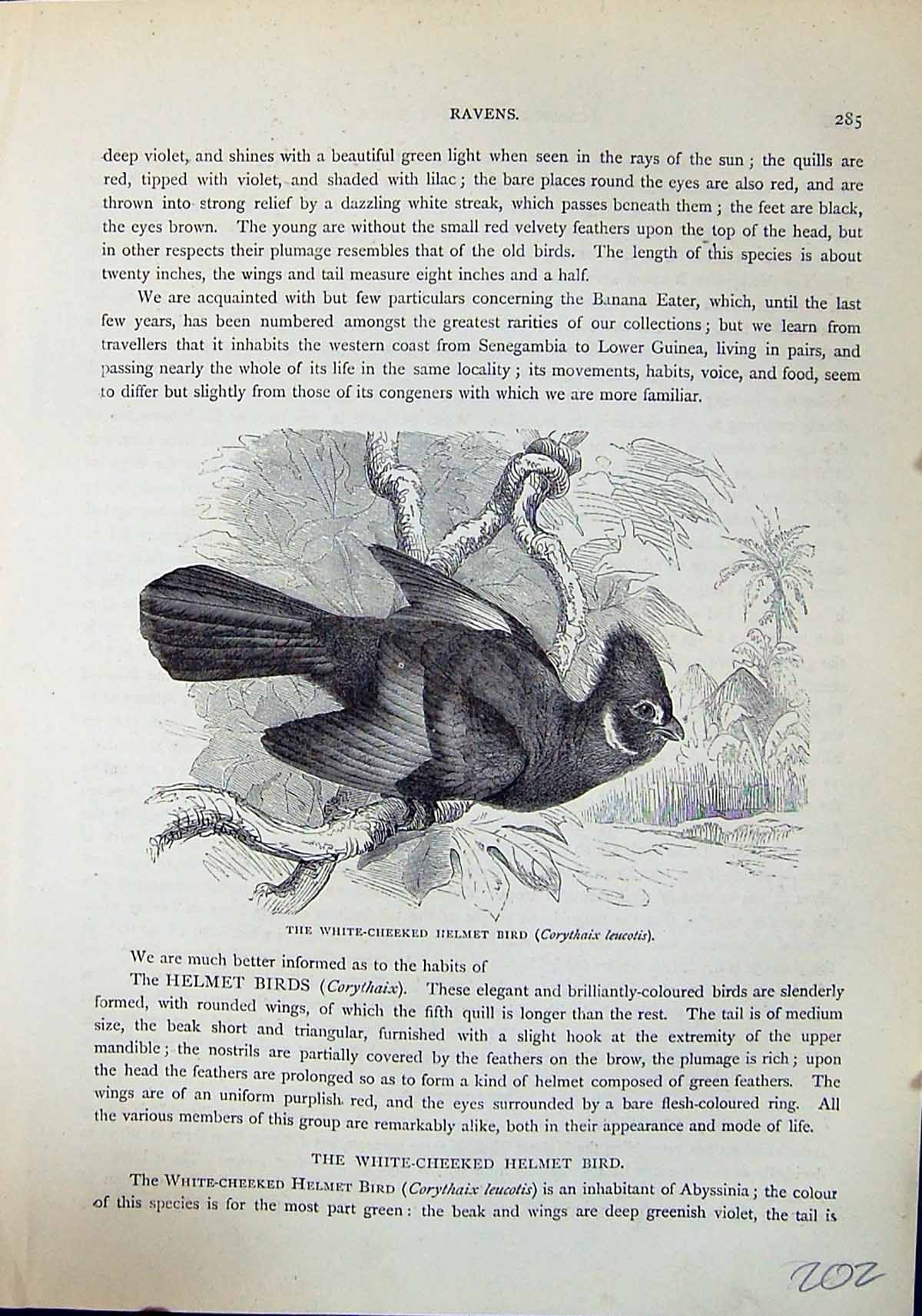 Old White-Cheeked Helmet Bird Corythaix Leucotis Brehm Jones C1860 Ca Victorian