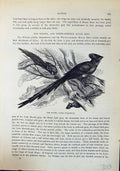 Antique Old Print Wiriwa Colius Sengalensis Brehm Jones C1860 Cassell'S Birds