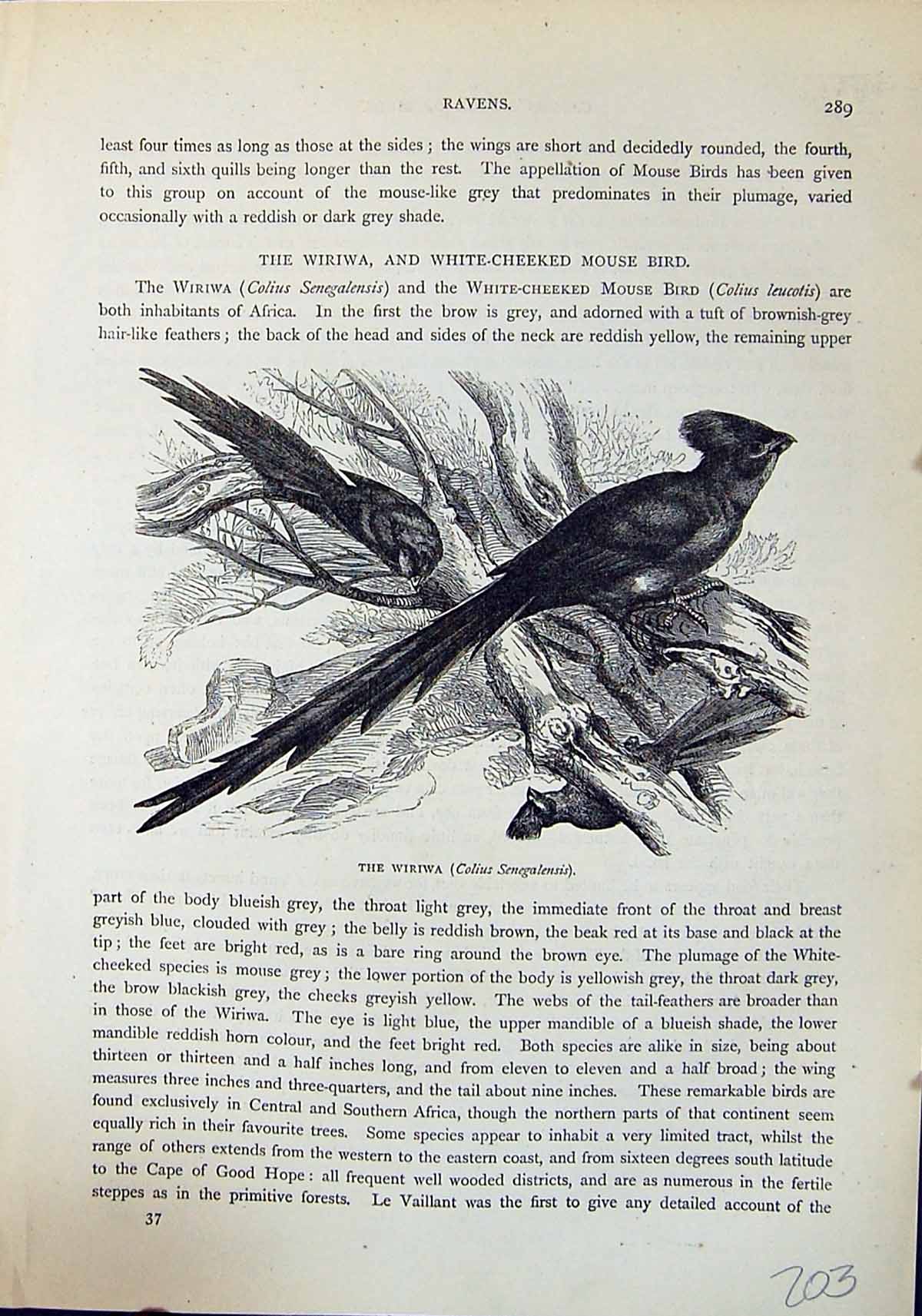 Antique Old Print Wiriwa Colius Sengalensis Brehm Jones C1860 Cassell'S Birds