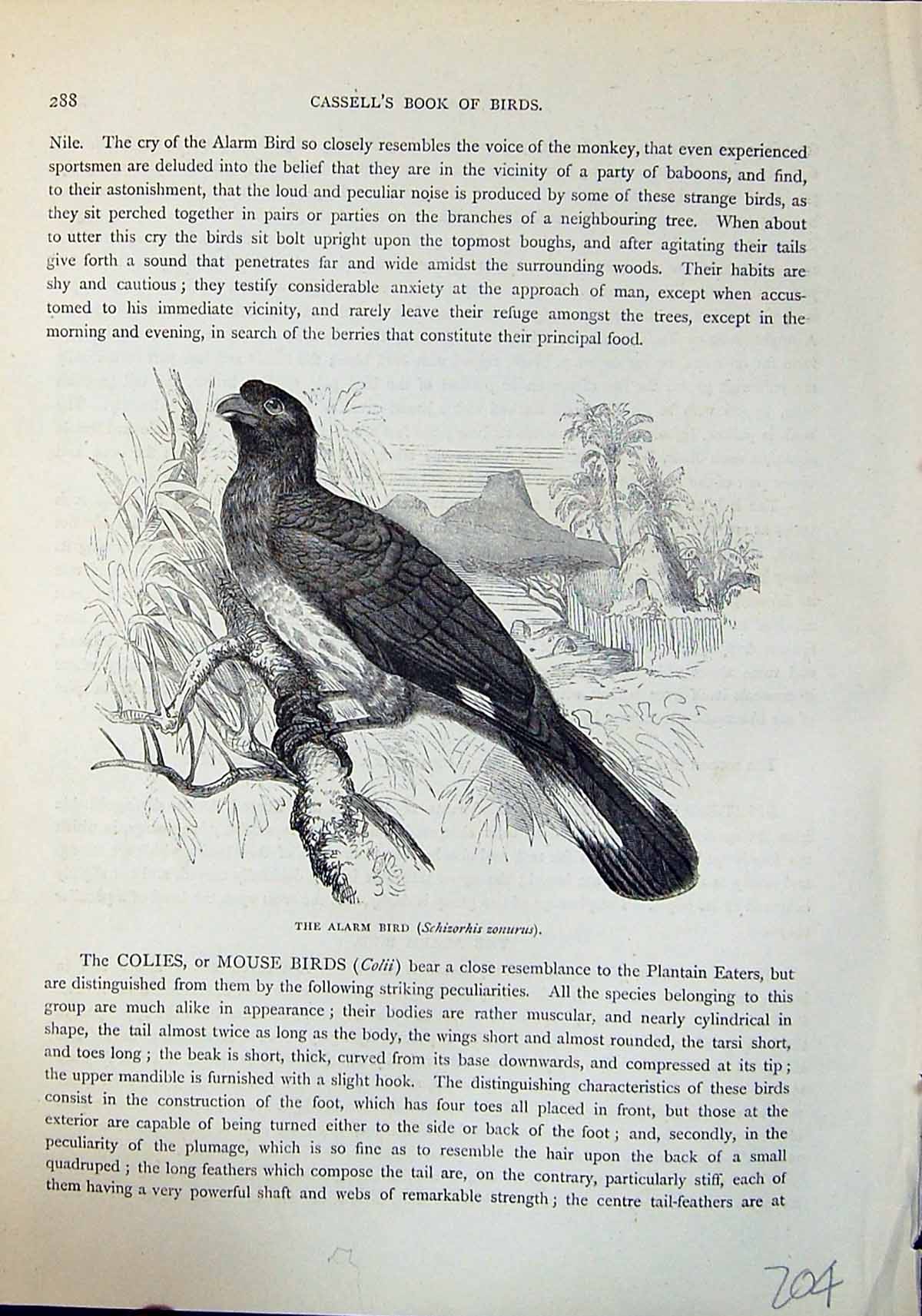 Old Print Alarm Bird Schizorhis Zonurus Brehm Jones C1860 Cassell'S Birds 19th