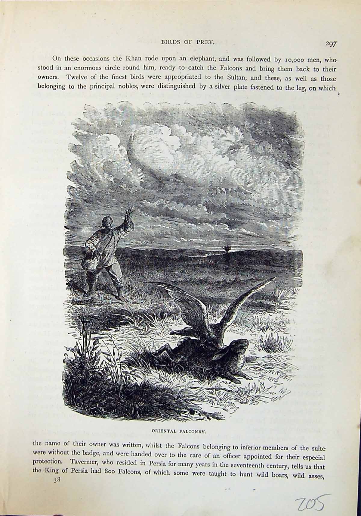 Old Brehm Jones C1860 Cassell'S Birds Oriental Falconry Hunting Hare Victorian
