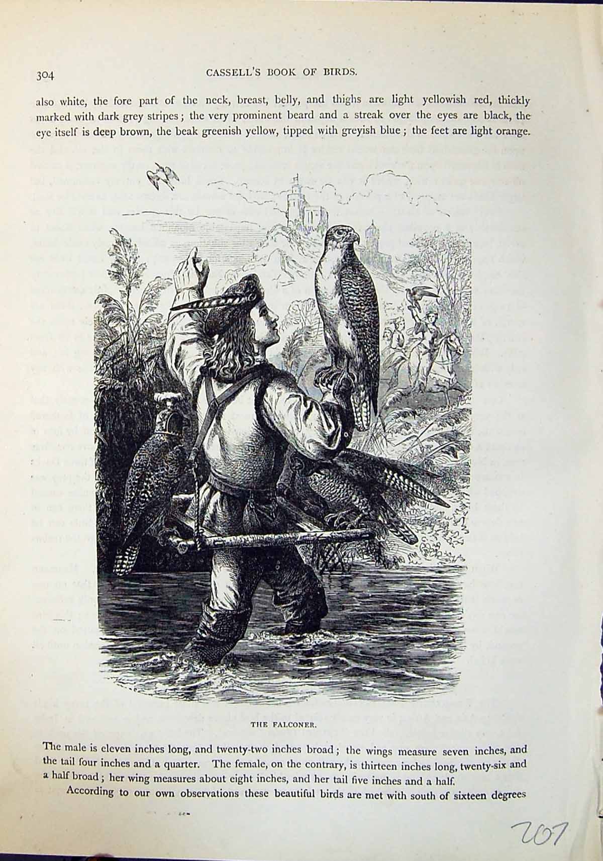 Antique Print Brehm Jones C1860 Cassell'S Birds Falconer Bird Prey Hunting 19th