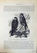 Old Red-Footed Evening Falcon Erythropus Brehm Jones C1860 Cassell'S Victorian