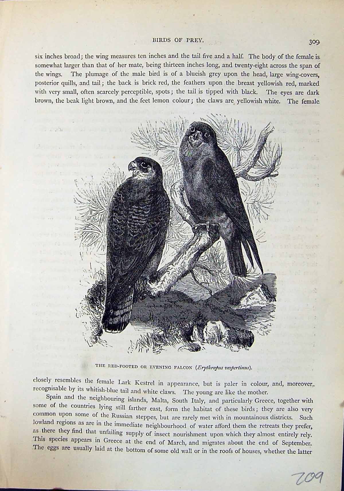 Old Red-Footed Evening Falcon Erythropus Brehm Jones C1860 Cassell'S Victorian
