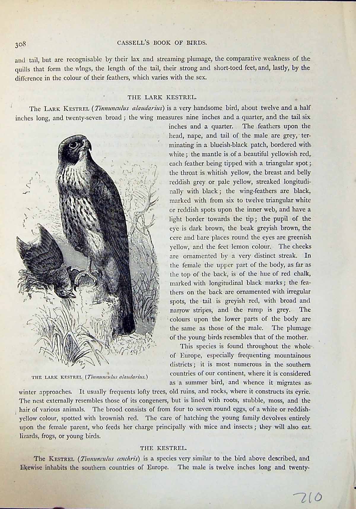 Old Lark Kestrel Bird Prey Tinnunculus Brehm Jones C1860 Cassell'S Bi Victorian