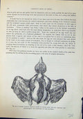Old Young Chicken Arrangement Feathers Brehm Jones C1860 Cassell'S Bi 19th