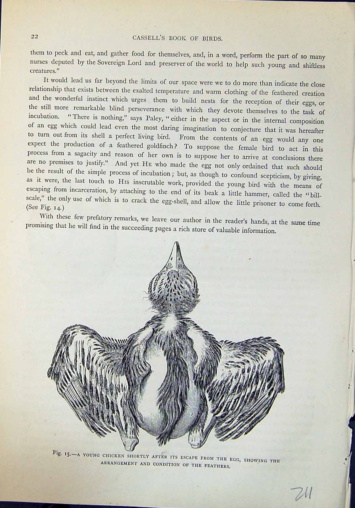 Old Young Chicken Arrangement Feathers Brehm Jones C1860 Cassell'S Bi 19th