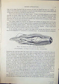 Old Throat Fowl Mandible Tongue Gullet Larynx Brehm Jones C1860 Casse 19th