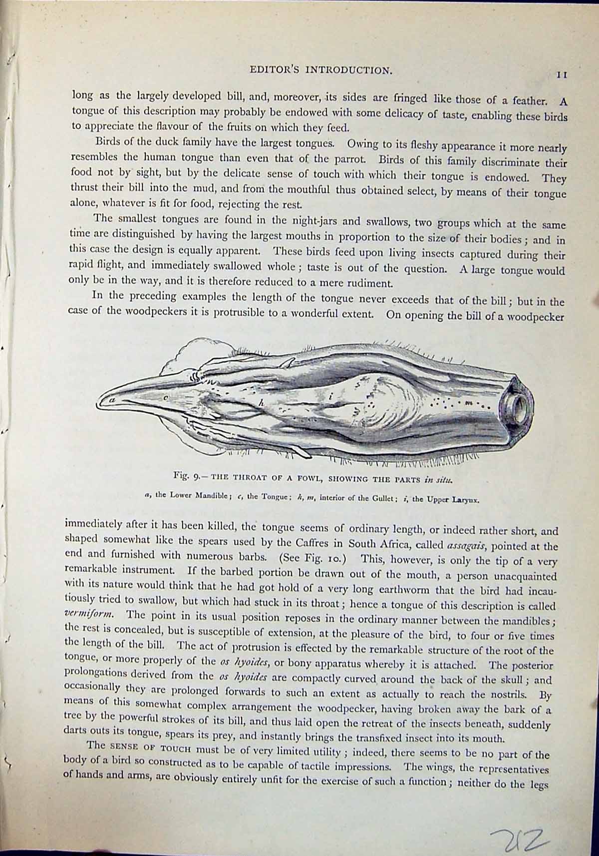 Old Throat Fowl Mandible Tongue Gullet Larynx Brehm Jones C1860 Casse 19th