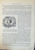 Old Brehm Jones C1860 Cassell'S Birds External Ear Young Owl Eye-Ball 19th