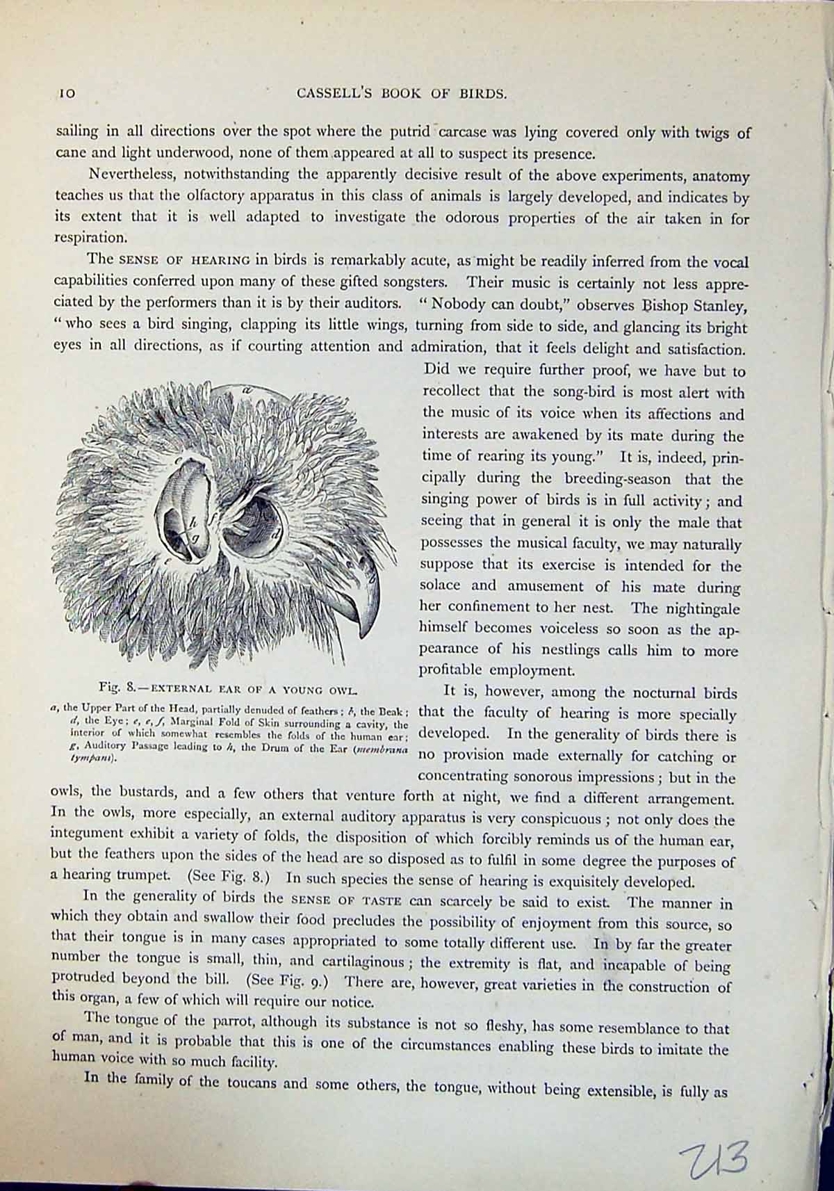 Old Brehm Jones C1860 Cassell'S Birds External Ear Young Owl Eye-Ball 19th