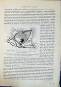 Old Brehm Jones C1860 Cassell'S Birds Eye Owl Nictitating Membrane He 19th