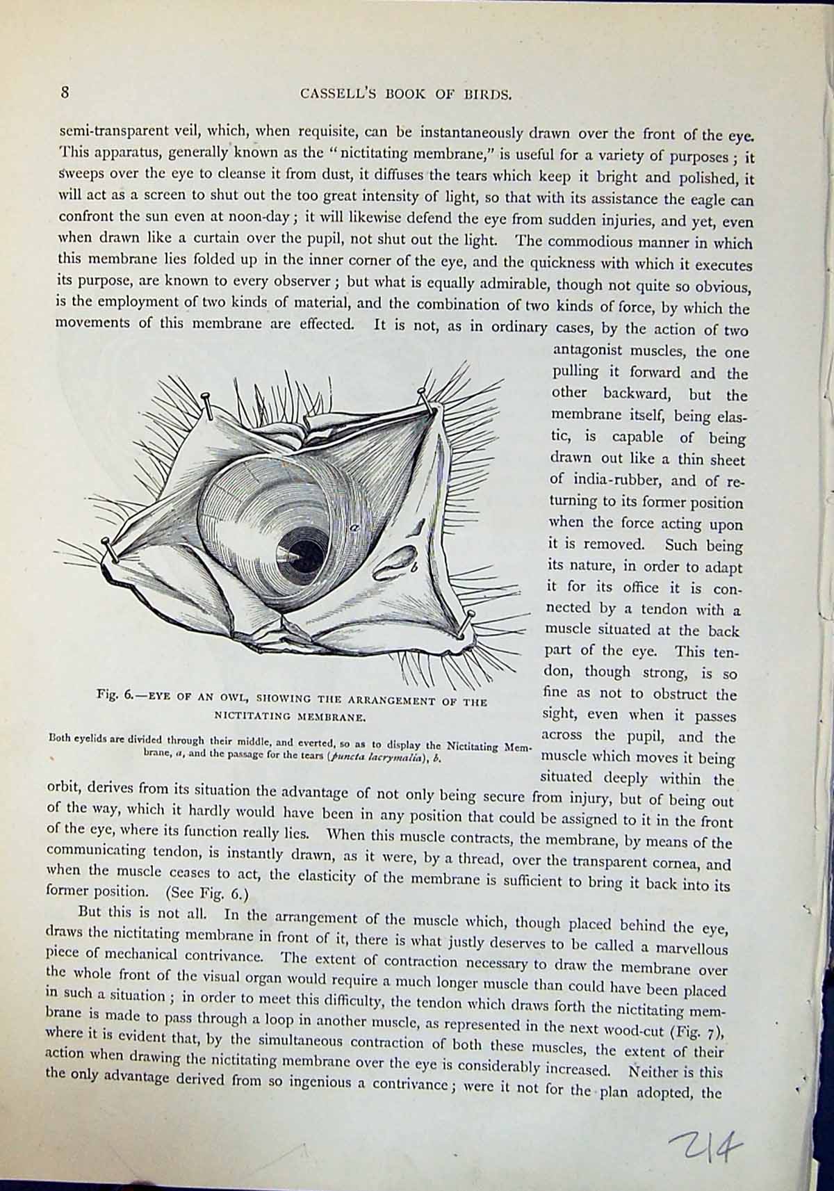 Old Brehm Jones C1860 Cassell'S Birds Eye Owl Nictitating Membrane He 19th