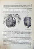 Old Brehm Jones C1860 Cassell'S Birds Detached Nest Male Weaver Astri 19th