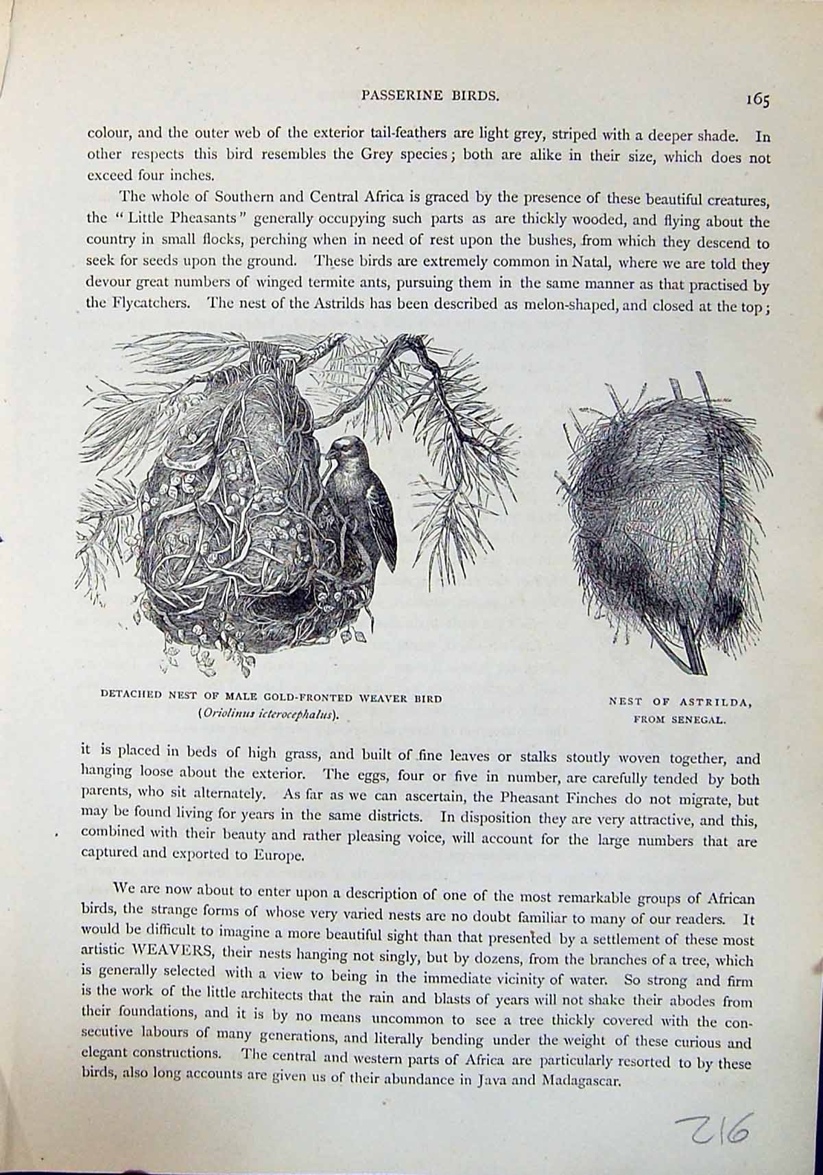 Old Brehm Jones C1860 Cassell'S Birds Detached Nest Male Weaver Astri 19th