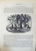 Old Brehm Jones C1860 Cassell'S Birds Nests South Africa Weaver FireVictorian