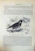 Old Brehm Jones C1860 Cassell'S Birds Lark Bunting Snow Plectrophanes 19th