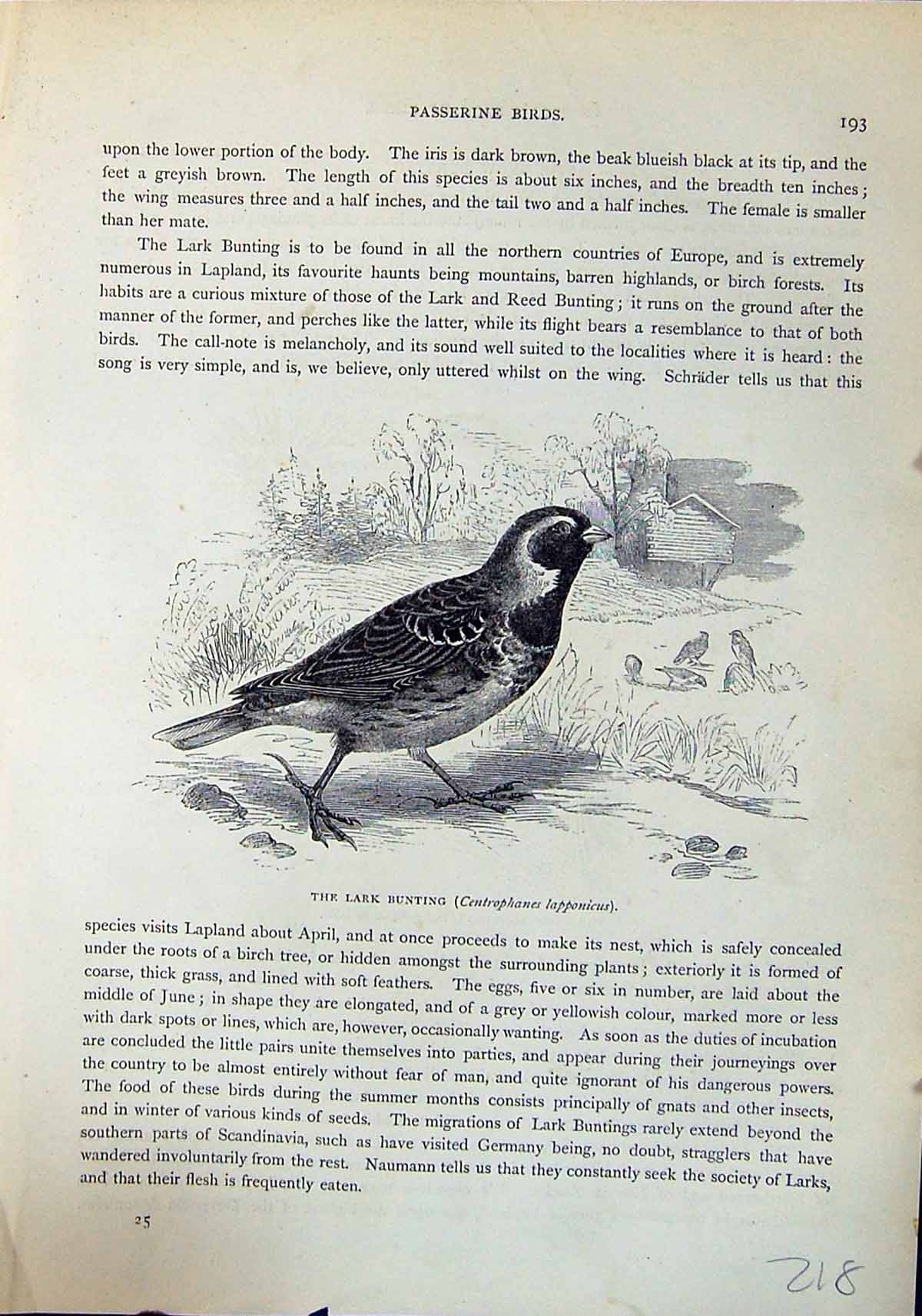 Old Brehm Jones C1860 Cassell'S Birds Lark Bunting Snow Plectrophanes 19th