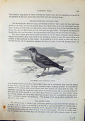 Old Brehm Jones C1860 Cassell'S Birds Desert Lark Alpine Phileremos A 19th