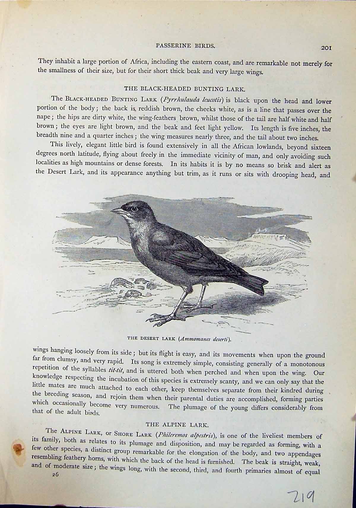 Old Brehm Jones C1860 Cassell'S Birds Desert Lark Alpine Phileremos A 19th
