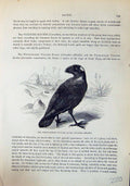 Old Brehm Jones C1860 Cassell'S Birds White-Necked Vulture Raven Scap 19th