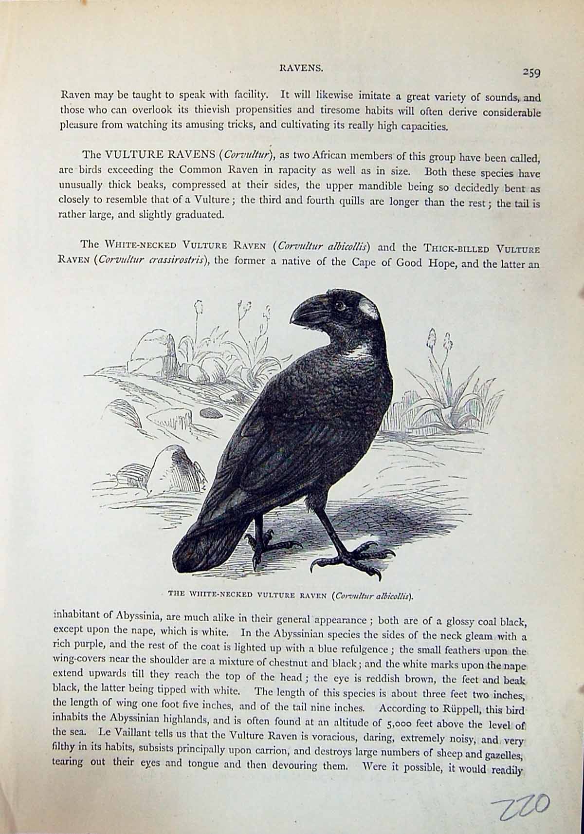 Old Brehm Jones C1860 Cassell'S Birds White-Necked Vulture Raven Scap 19th