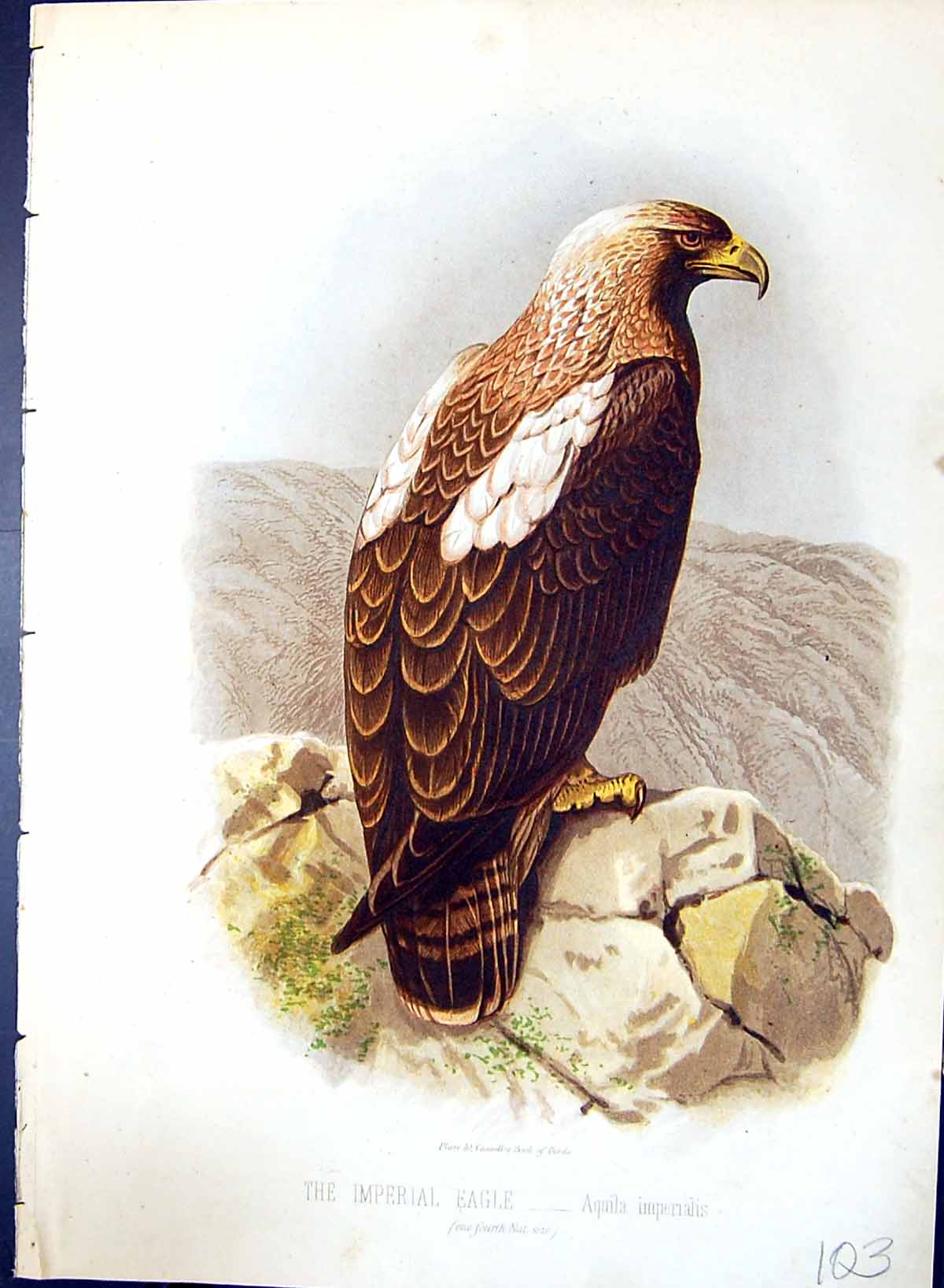 Old Tawny Goatsucker Nyctibius Grandis Brehm Jones C1860 Cassell'S Bi Victorian