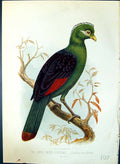 Old Purple Crested Corythaix Macrorhynchus Brehm Jones C1860 Cassell' Victorian